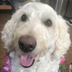 Meet your Posher, Linda